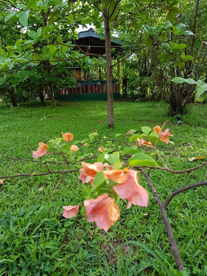 Sigiri Heritage Villa Sigiriya Exteriér fotografie